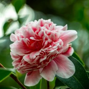 Camellia japonica 'Volunteer' 10L